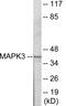 MAPK Activated Protein Kinase 3 antibody, EKC1835, Boster Biological Technology, Western Blot image 