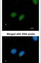 DNA repair protein XRCC4 antibody, PA5-22044, Invitrogen Antibodies, Immunofluorescence image 
