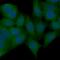 Akt antibody, FNab00268, FineTest, Immunofluorescence image 