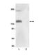 Nitric Oxide Synthase 3 antibody, NBP2-29664, Novus Biologicals, Western Blot image 