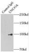 Unc-45 Myosin Chaperone A antibody, FNab09258, FineTest, Immunoprecipitation image 