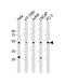 Ceramide Synthase 4 antibody, 61-206, ProSci, Western Blot image 