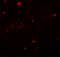 Methylcytosine dioxygenase TET3 antibody, 7013, ProSci, Immunofluorescence image 