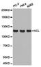 Vinculin antibody, TA327166, Origene, Western Blot image 