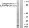 Collagen Type III Alpha 1 Chain antibody, TA311721, Origene, Western Blot image 