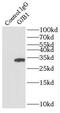 Gap Junction Protein Beta 1 antibody, FNab01860, FineTest, Immunoprecipitation image 