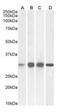 Ketohexokinase antibody, orb377867, Biorbyt, Western Blot image 