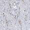 Chromosome 12 Open Reading Frame 65 antibody, PA5-58288, Invitrogen Antibodies, Immunohistochemistry frozen image 