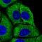 60S ribosomal protein L29 antibody, HPA069064, Atlas Antibodies, Immunocytochemistry image 