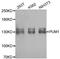Pumilio RNA Binding Family Member 1 antibody, A02111, Boster Biological Technology, Western Blot image 