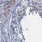 Sciellin antibody, PA5-59082, Invitrogen Antibodies, Immunohistochemistry frozen image 