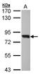 SRY-Box 13 antibody, LS-B11901, Lifespan Biosciences, Western Blot image 