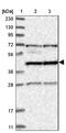 Radial Spoke Head 9 Homolog antibody, NBP1-86750, Novus Biologicals, Western Blot image 