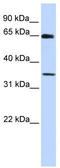 General Transcription Factor IIB antibody, TA344496, Origene, Western Blot image 