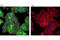 Hepatocyte growth factor receptor antibody, 8198S, Cell Signaling Technology, Immunocytochemistry image 