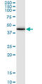 Gap Junction Protein Alpha 1 antibody, LS-C197296, Lifespan Biosciences, Western Blot image 