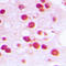 Zinc Finger Protein 232 antibody, GTX55286, GeneTex, Immunohistochemistry paraffin image 