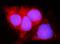 Lactamase Beta antibody, A13145-1, Boster Biological Technology, Immunofluorescence image 