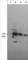 Diaphanous Related Formin 1 antibody, DP4471, ECM Biosciences, Western Blot image 