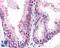 Ectonucleotide Pyrophosphatase/Phosphodiesterase 3 antibody, LS-A9843, Lifespan Biosciences, Immunohistochemistry frozen image 