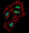 Prospero homeobox protein 1 antibody, LS-C97698, Lifespan Biosciences, Immunofluorescence image 