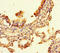 UBX Domain Protein 2B antibody, LS-C395546, Lifespan Biosciences, Immunohistochemistry paraffin image 