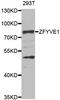 Zinc finger FYVE domain-containing protein 1 antibody, MBS9128751, MyBioSource, Western Blot image 