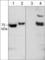 Dihydropyrimidinase Like 2 antibody, CP2251, ECM Biosciences, Western Blot image 