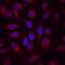 Frp antibody, AF1694, R&D Systems, Immunofluorescence image 