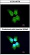 GINS Complex Subunit 4 antibody, GTX119779, GeneTex, Immunofluorescence image 