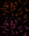 Ribosomal Protein L24 antibody, 15-453, ProSci, Immunofluorescence image 