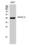 Zinc Finger DHHC-Type Containing 9 antibody, STJ92709, St John