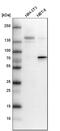 DEF6 Guanine Nucleotide Exchange Factor antibody, HPA038976, Atlas Antibodies, Western Blot image 