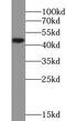 5-Hydroxytryptamine Receptor 1A antibody, FNab10480, FineTest, Western Blot image 