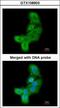 LIM domain kinase 2 antibody, GTX108903, GeneTex, Immunocytochemistry image 