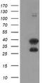 Ubiquitin Conjugating Enzyme E2 J1 antibody, LS-C174074, Lifespan Biosciences, Western Blot image 