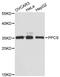 Phosphopantothenoylcysteine Synthetase antibody, STJ114694, St John