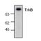 Neurotrophic Receptor Tyrosine Kinase 2 antibody, GTX16197, GeneTex, Western Blot image 
