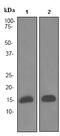 Fatty Acid Binding Protein 4 antibody, ab92501, Abcam, Western Blot image 