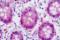 DLTS antibody, orb69683, Biorbyt, Immunohistochemistry paraffin image 