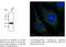 RAB5A, Member RAS Oncogene Family antibody, AB1024-200, SICGEN, Immunofluorescence image 