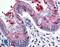 Protein lin-7 homolog C antibody, LS-B3550, Lifespan Biosciences, Immunohistochemistry paraffin image 
