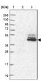 KIAA0825 antibody, NBP1-88257, Novus Biologicals, Western Blot image 