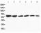 Dimethylaniline monooxygenase [N-oxide-forming] 4 antibody, LS-C313020, Lifespan Biosciences, Western Blot image 