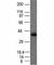 Epithelial Cell Adhesion Molecule antibody, V2687IHC-7ML, NSJ Bioreagents, Immunohistochemistry paraffin image 