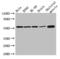 Zinc Finger And BTB Domain Containing 43 antibody, CSB-PA026335LA01HU, Cusabio, Western Blot image 