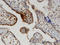 Wnt Family Member 5A antibody, LS-C133974, Lifespan Biosciences, Immunohistochemistry frozen image 