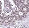 DnaJ Heat Shock Protein Family (Hsp40) Member B11 antibody, FNab02443, FineTest, Immunohistochemistry frozen image 