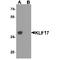 Krueppel-like factor 17 antibody, TA349122, Origene, Western Blot image 
