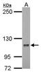 DLG Associated Protein 5 antibody, GTX104561, GeneTex, Western Blot image 
